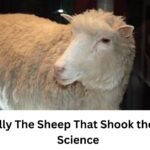 Meet Dolly The Sheep That Shook the World of Science