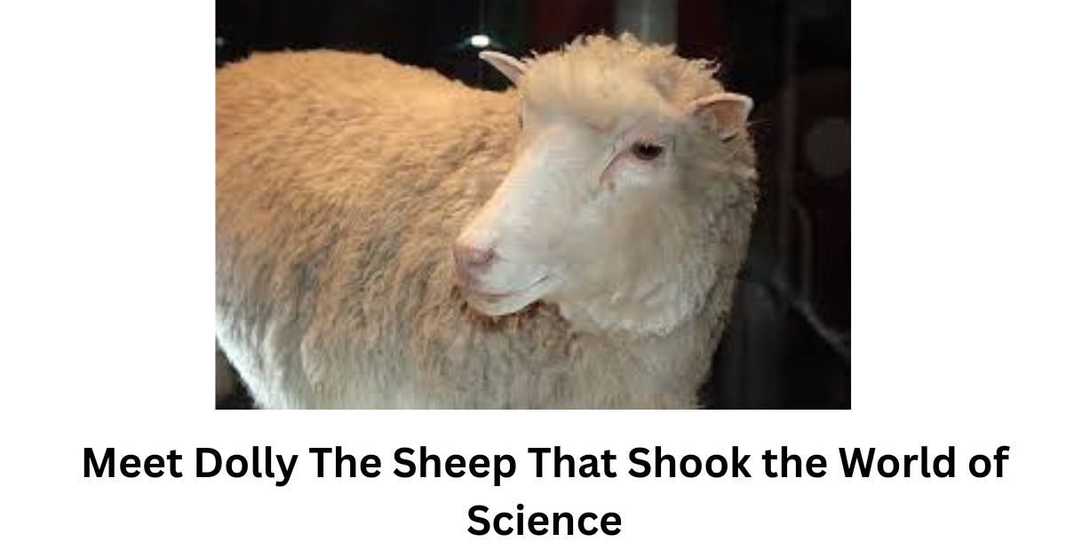Meet Dolly The Sheep That Shook the World of Science